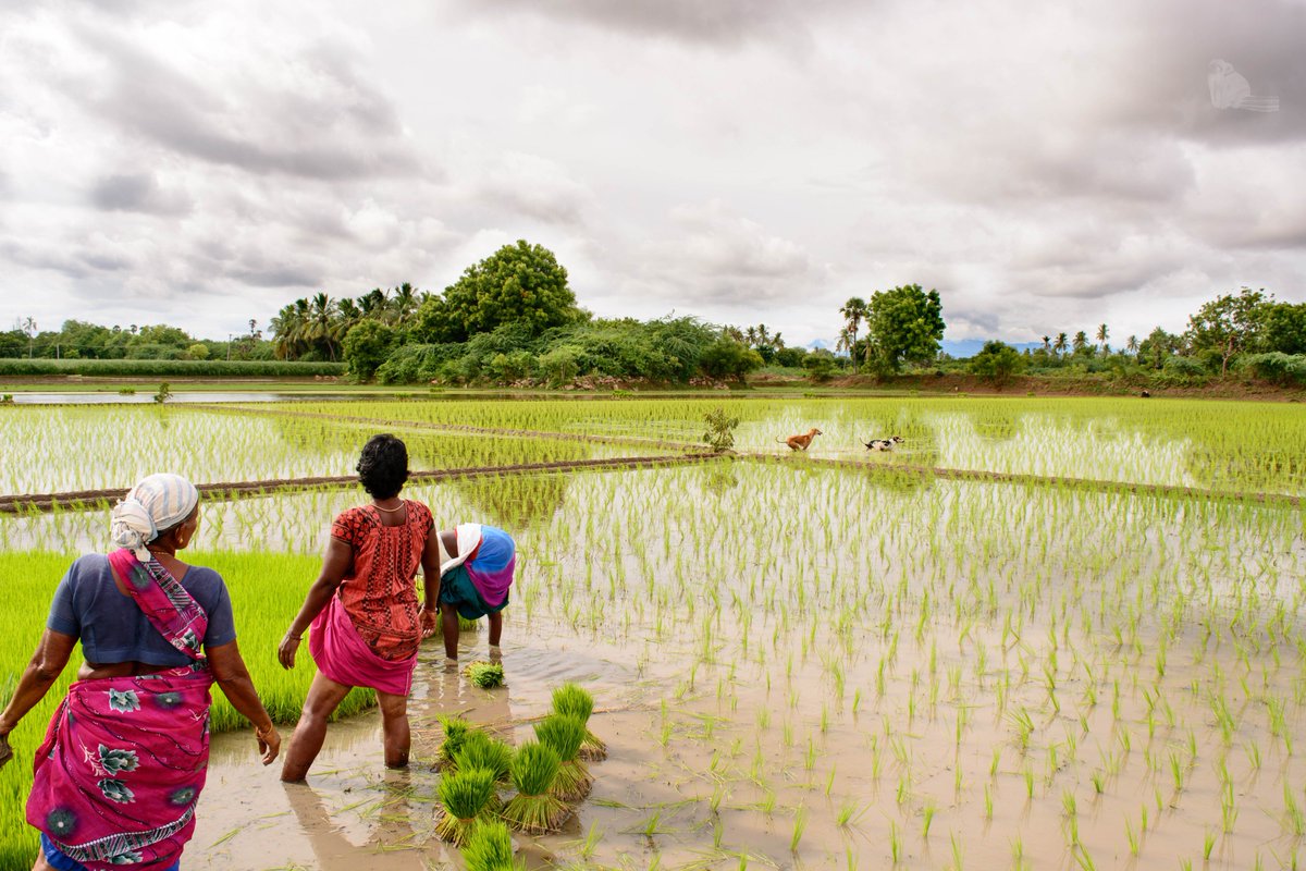 Ethirajans's tweet photo. Laborers worriedly watching their pets playing and running over freshly planted paddy seedlings on the field! #RuralDiary https://t.co/p9ZvPDW5AI
