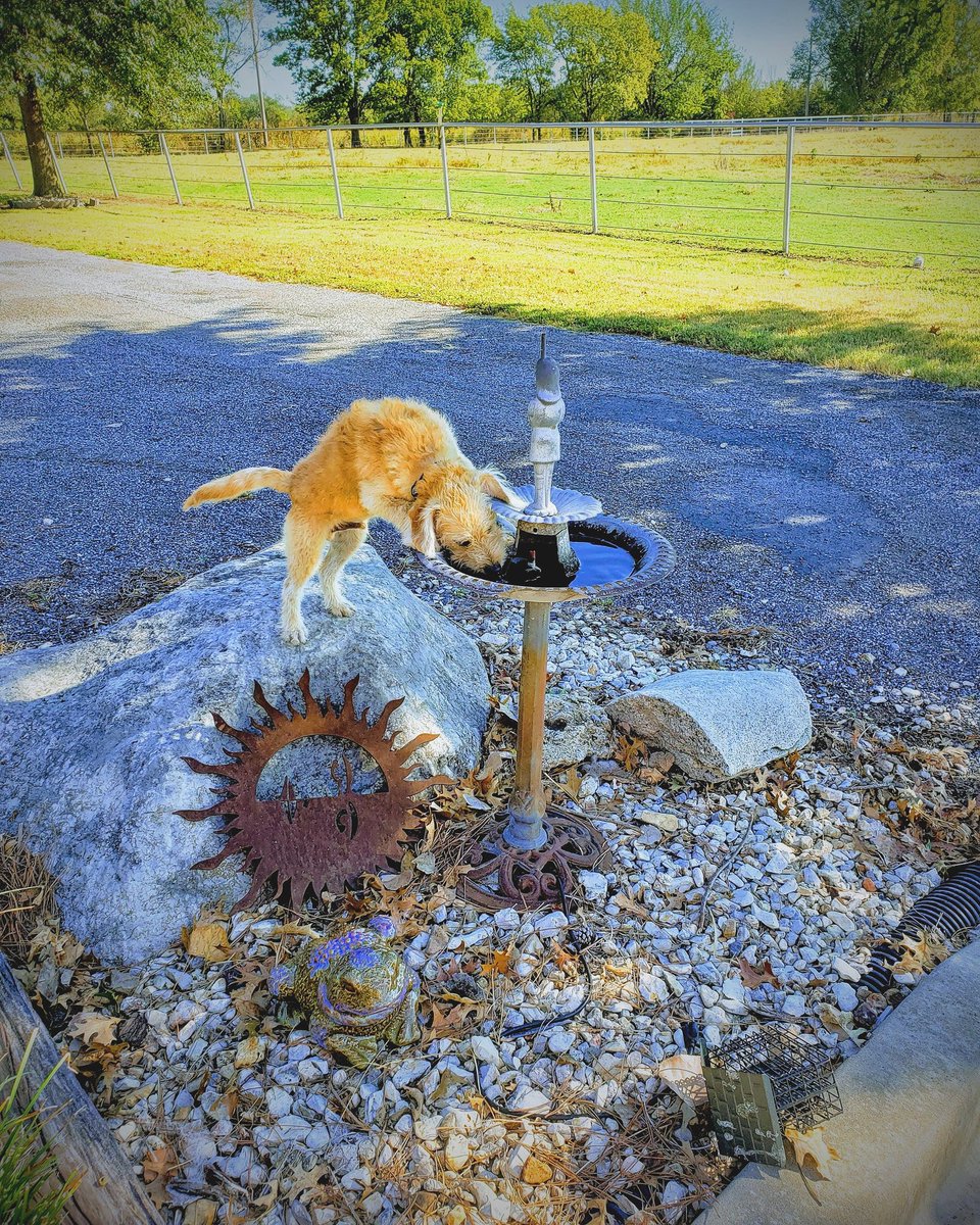 MrMoveSs_'s tweet photo. My dog is cuter than your girl. 

Dont @ me https://t.co/P6gpTRm2CM