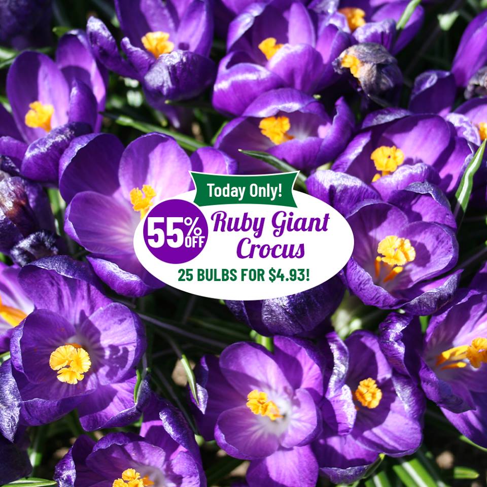 hbfFlowerBulbs's tweet photo. TODAY ONLY: 25 Ruby Giant Crocus Bulbs For $4.93! These #beautiful perennials are squirrel and deer resistant. FREE SHIPPING on Orders $25+, w/Code: BBBCRCSF!

Learn More at https://t.co/MGWcNzBFAZ https://t.co/ppChslVelA