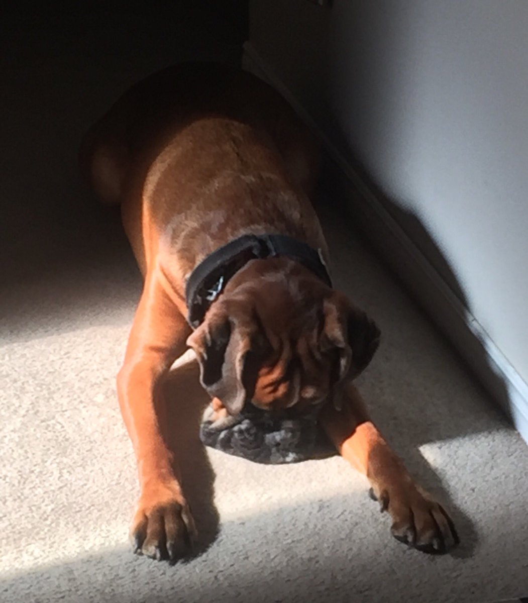 CoopTheBoxer's tweet photo. Mmmm I found a sunbeam. I will be right here if anyone needs me... zzzzz 😴🐕 #DogsLife #Boxerdogs https://t.co/4xUGYkYyjV