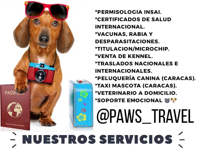 Paws_travel tweet media