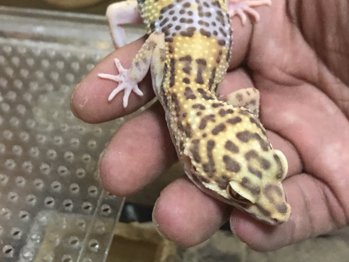 圧倒的な美しさを誇るうちのレオパ2号「ベルアルビノヘテロレーダー