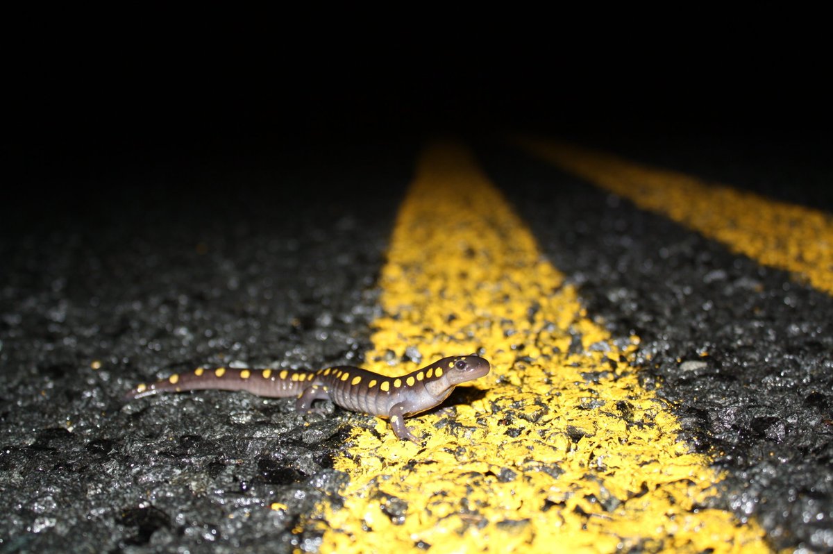 SaveSalamanders's tweet photo. Half of the worlds salamander species are at risk of extinction, however there are many simple things that you can do to help them. Find out more here:

https://t.co/PxdLZ1gU9K https://t.co/dttOs1u31H