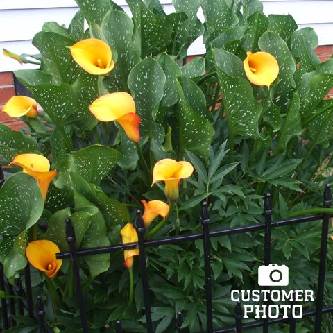 TulipWorld's tweet photo. #Beautiful Golden Star Hybrid Calla Lilies! Another gorgeous photo submission from our satisfied customers! #TWCustomerPhoto #ThankYouForSharing 📸 https://t.co/2BA3DpTXSI