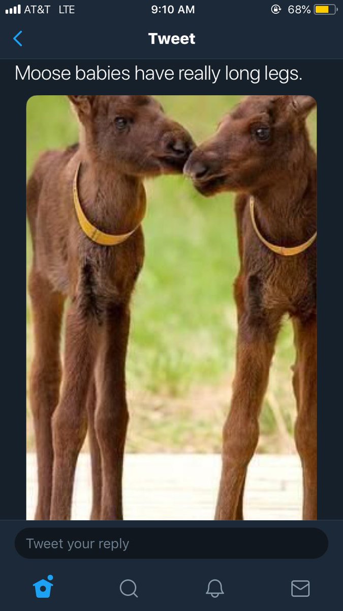 Ky8lie_'s tweet photo. I found my spirit animal https://t.co/MeZqCOhahE