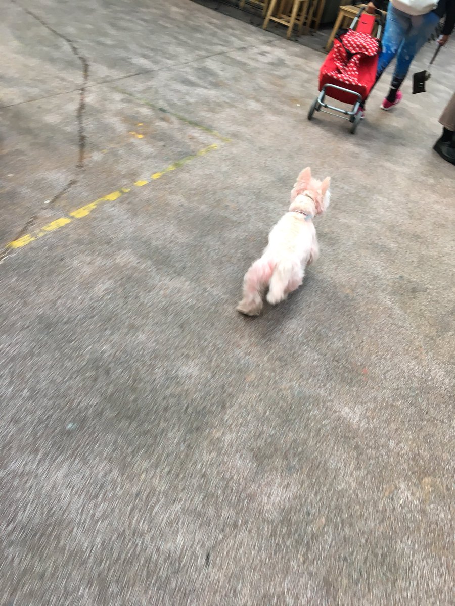 Phoebe LeMessurier tweet media