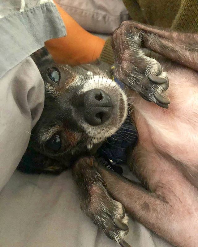 brucewayneatx's tweet photo. Good morning! 🐶💜 Sandwiched between mom and dad is my favorite sleeping position. 💤
•
•
•
#divinecanines #therapydog #italiangreyhound #chihuahua #iggy #chiggy #muttsofinstagram #pupsofaustin #puppygram #dog #dogsofaustin #caninesofaustin #cuddle https://t.co/XWQRIavVW2 https://t.co/60UILkbaIO