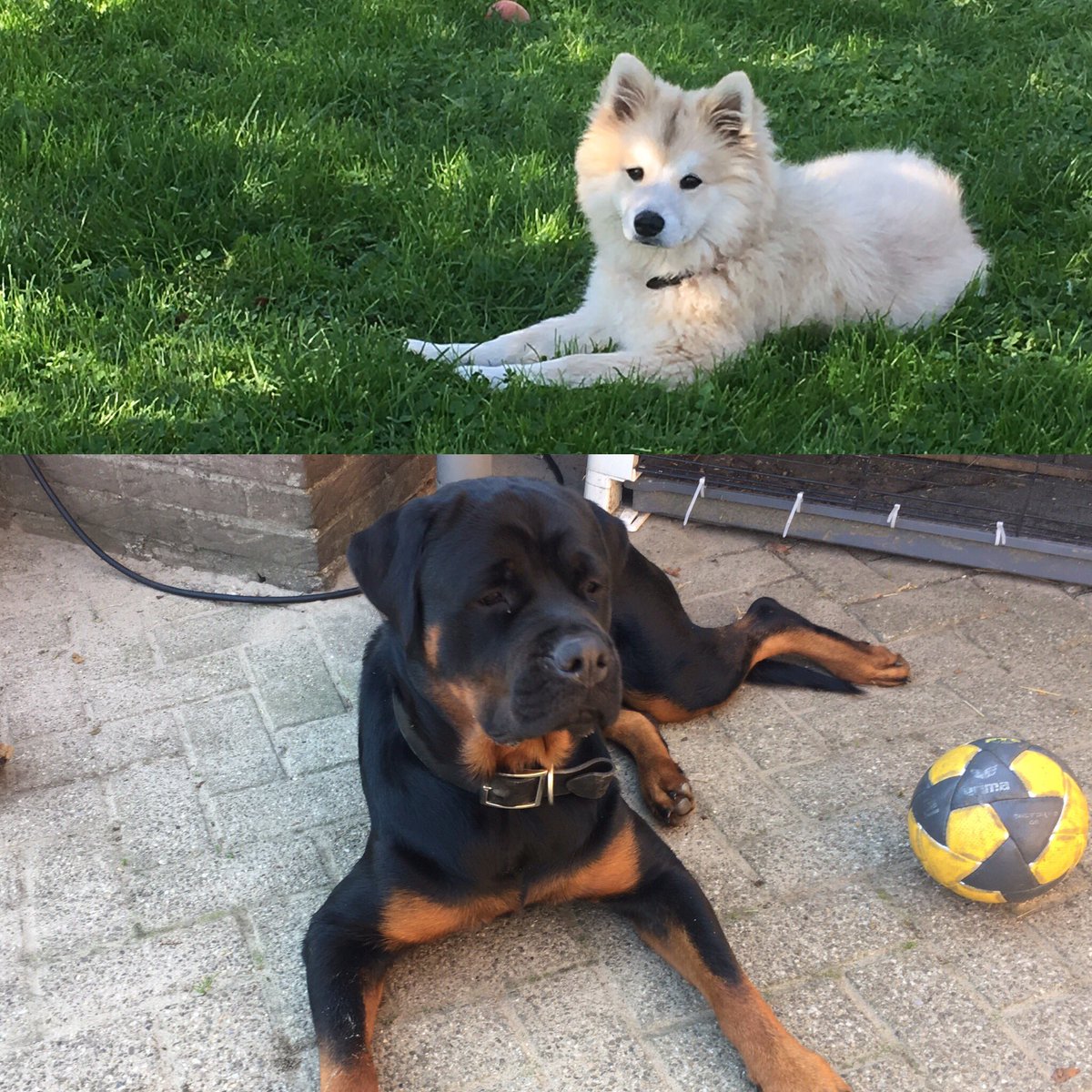 Dierendag! Best friends❤️