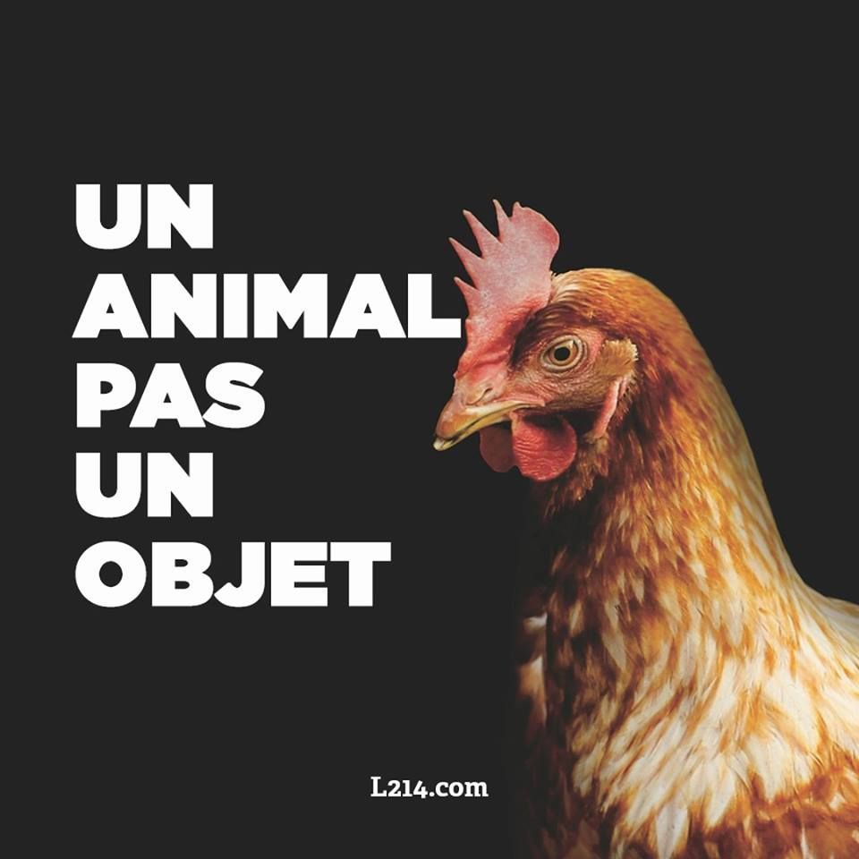 L214's tweet photo. Pour la #JournéeMondialedesAnimaux quelques petites vérités qu'il est bon de rappeler : les #animaux ne sont pas des objets. https://t.co/ddx0HUysFa