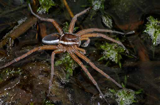 Excellent news! The genome of the Fen Raft Spider - Dolomedes plantarius - has now been sequenced #25genomes #nhmukinverts <a href="/NHM_London/">Natural History Museum</a>