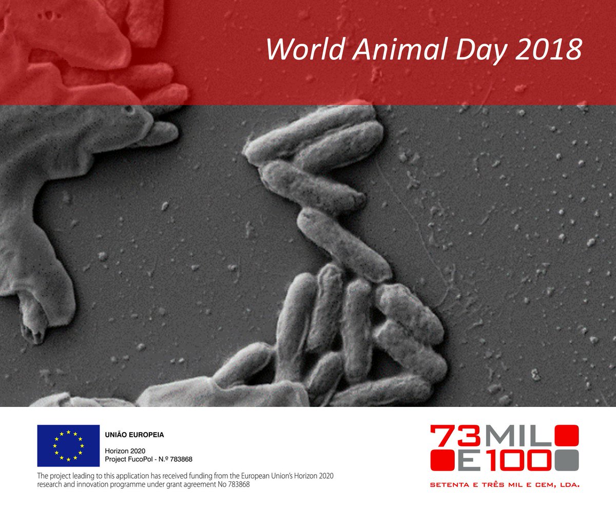 fucopol's tweet photo. We are celebrating #WorldAnimalDay ! 🐼🐒🦎🐱🐧🐗🦓🕷️
Happy day to "our animals" - The bugs !🧫🦠
#Bugsatwork #Fucose #FucoPol #H2020 @EU_H2020 https://t.co/784yLvzple