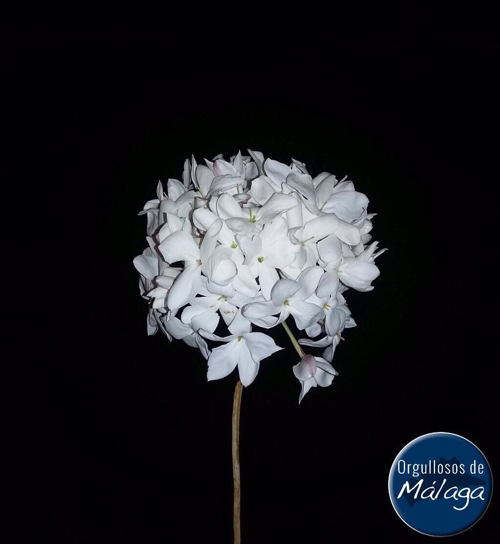 Uno de los símbolos de #Málaga que además huele de maravilla, la biznaga.