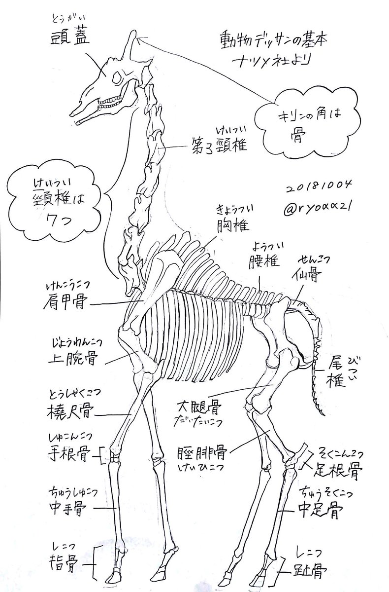 Shingai Sur Twitter 今日からキリン 意外に角は骨だった そして頭蓋骨はモンスターぽい気が キリン 練習 参考 動物デッサンの基本 ナツメ社 T Co Lolnb52y7w Twitter