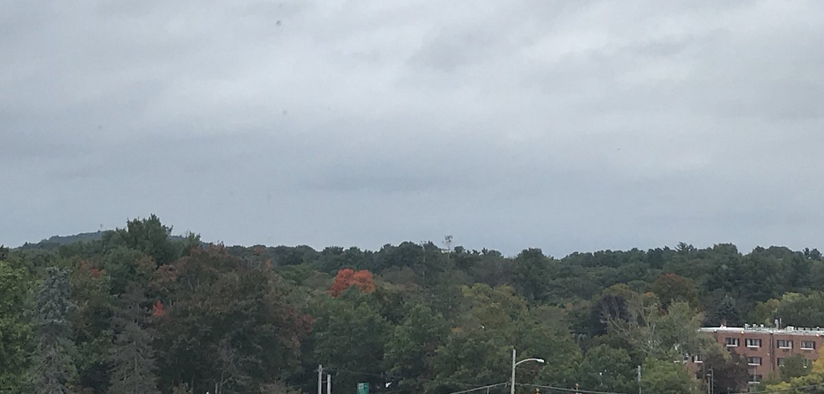 jayohnie's tweet photo. I spy with my little eye, one little maple turning red. #Fall #someonehastogofirst https://t.co/hr3hfsGAiX