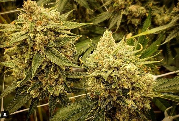 PhreshOregon's tweet image. phreshcannabis_cultivation💥Cj #7 💥
#phreshcannabiscultivation #portland #forestgrove #oregonweed #oregon #blazers #portlandoregon #oregongrown