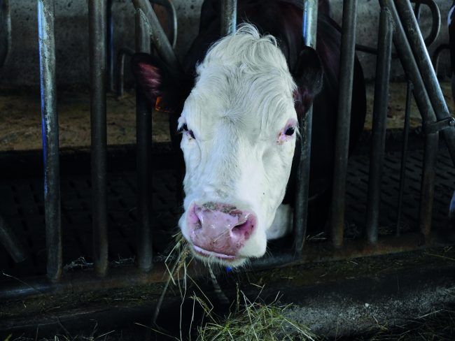 FranceToday's tweet photo. Cow Zenitude: Good Saint-Nectaire cheese comes from happy cows 🧀https://t.co/djMIzn5E6Y #France #cheese #Frenchfood #foodieFrance https://t.co/qAy6XMjcvF