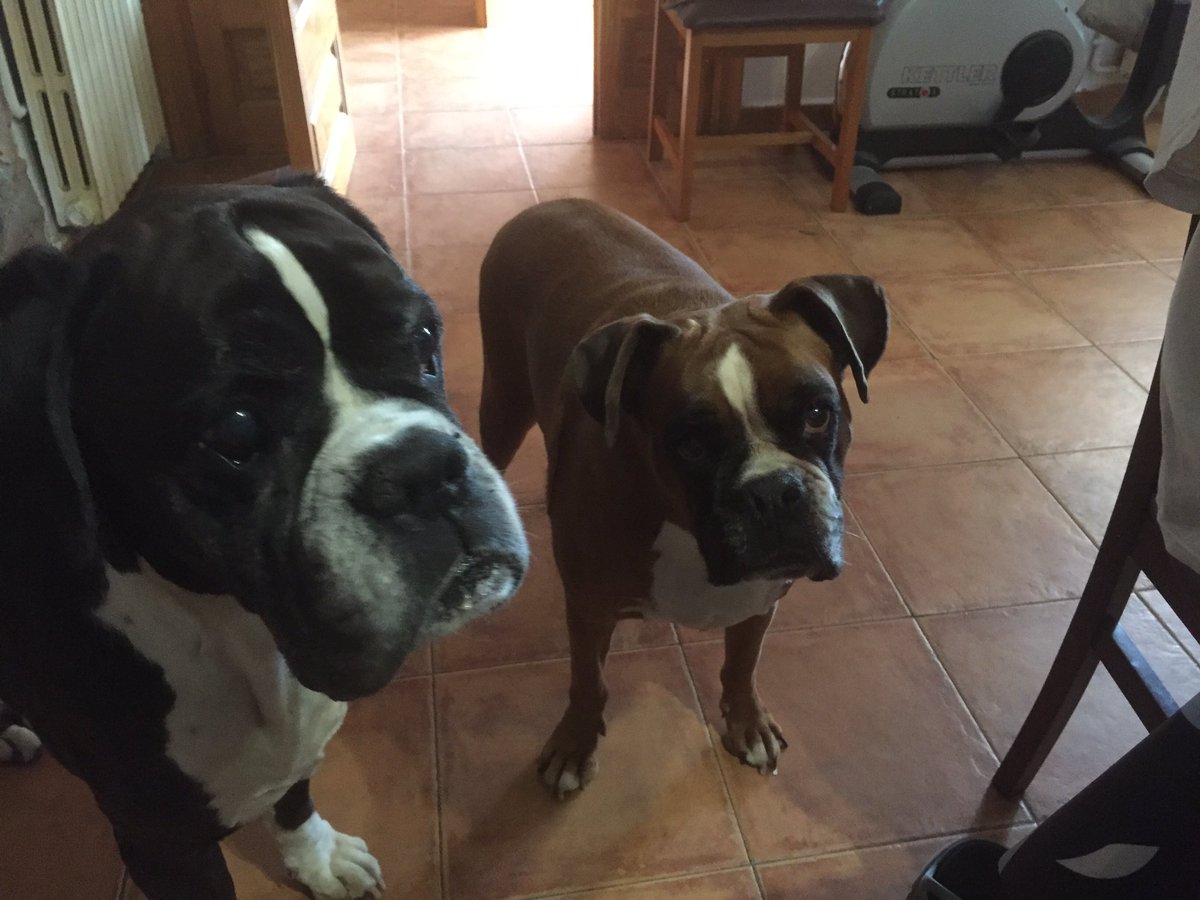 PalauAlexandra's tweet photo. #boxanimales Aquí están mi Shaimy y mi Koda. Escuchamos vuestro programa cada tarde en el coche. Sois fantásticos. https://t.co/GP7SRk0XyZ