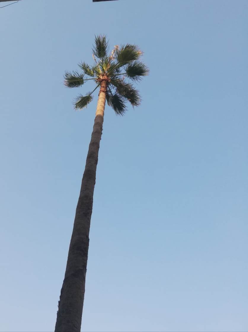 نخلة في حديقتنا ...
قبل وبعد 🙂