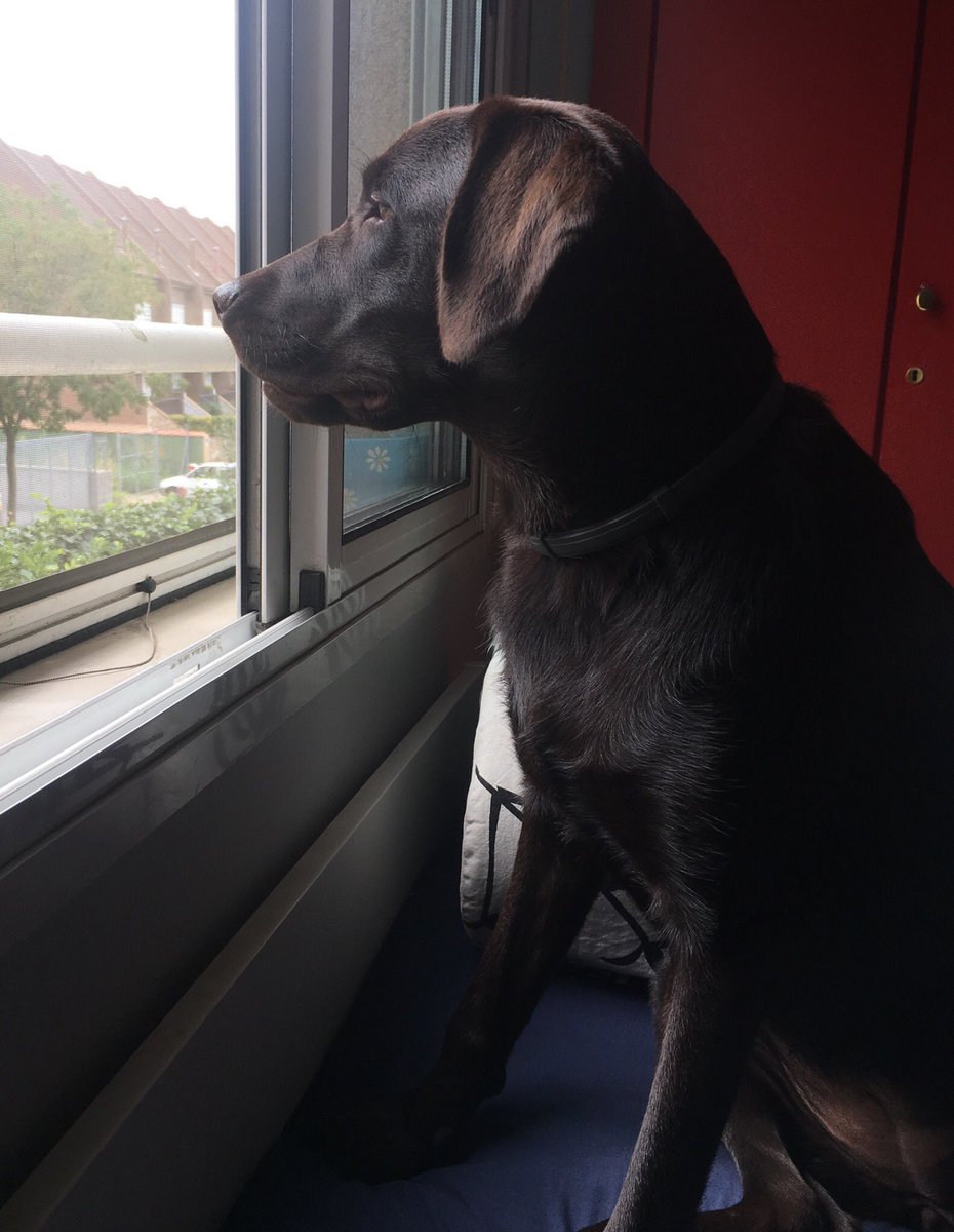 fructado's tweet photo. Aquí os presento a Diva ...! Casi un añito de pura energía ... Y como Diva de la música estaría bien escuchar algo de Bellonce... Que os parece ? Saludos ochenter@s #BoxAnimales https://t.co/pY5Gj4CO3l