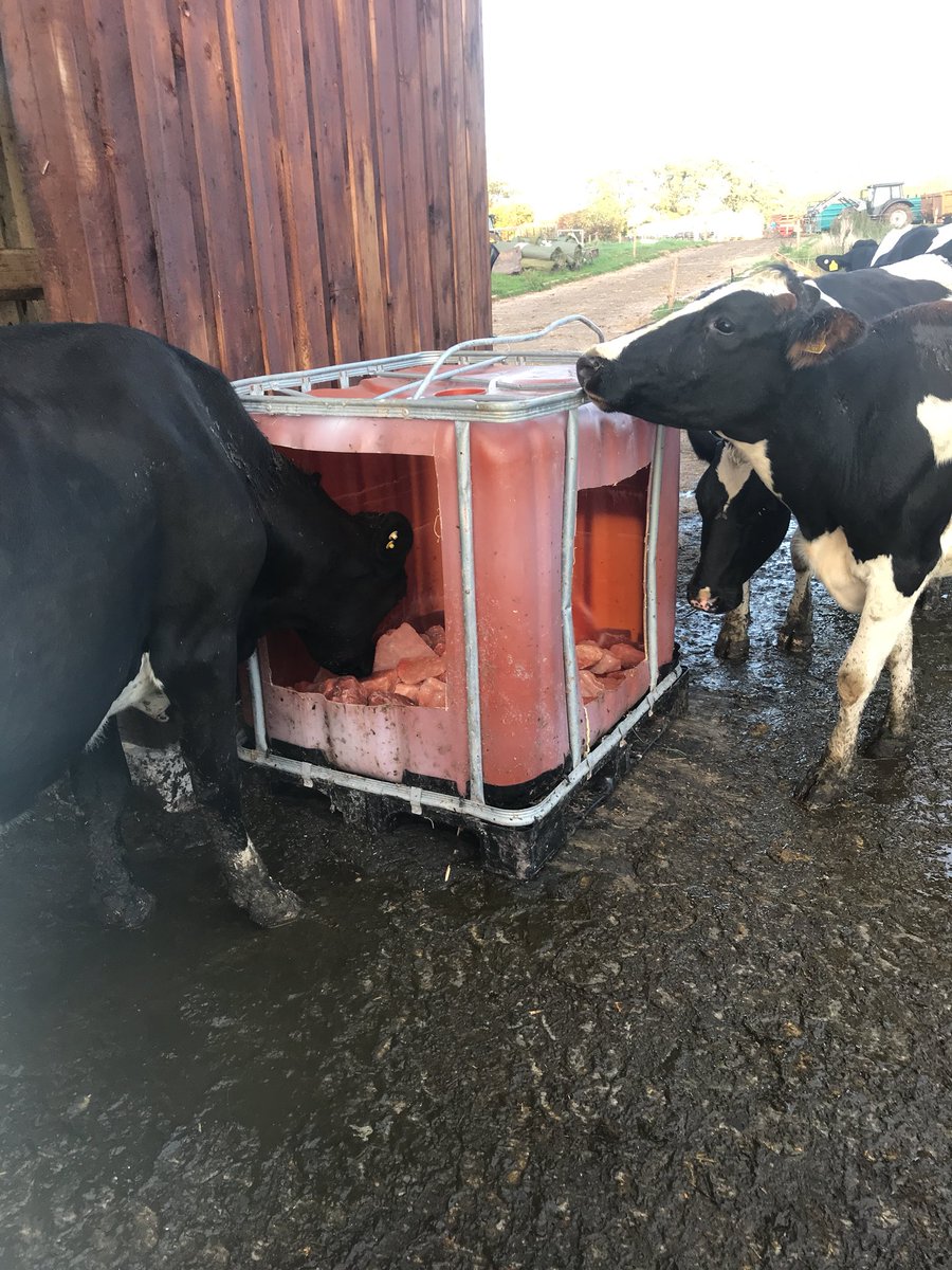 bevans18's tweet photo. This just keep them occupied #cows #TeamDairy #selffeed https://t.co/uqPwSdGPOn