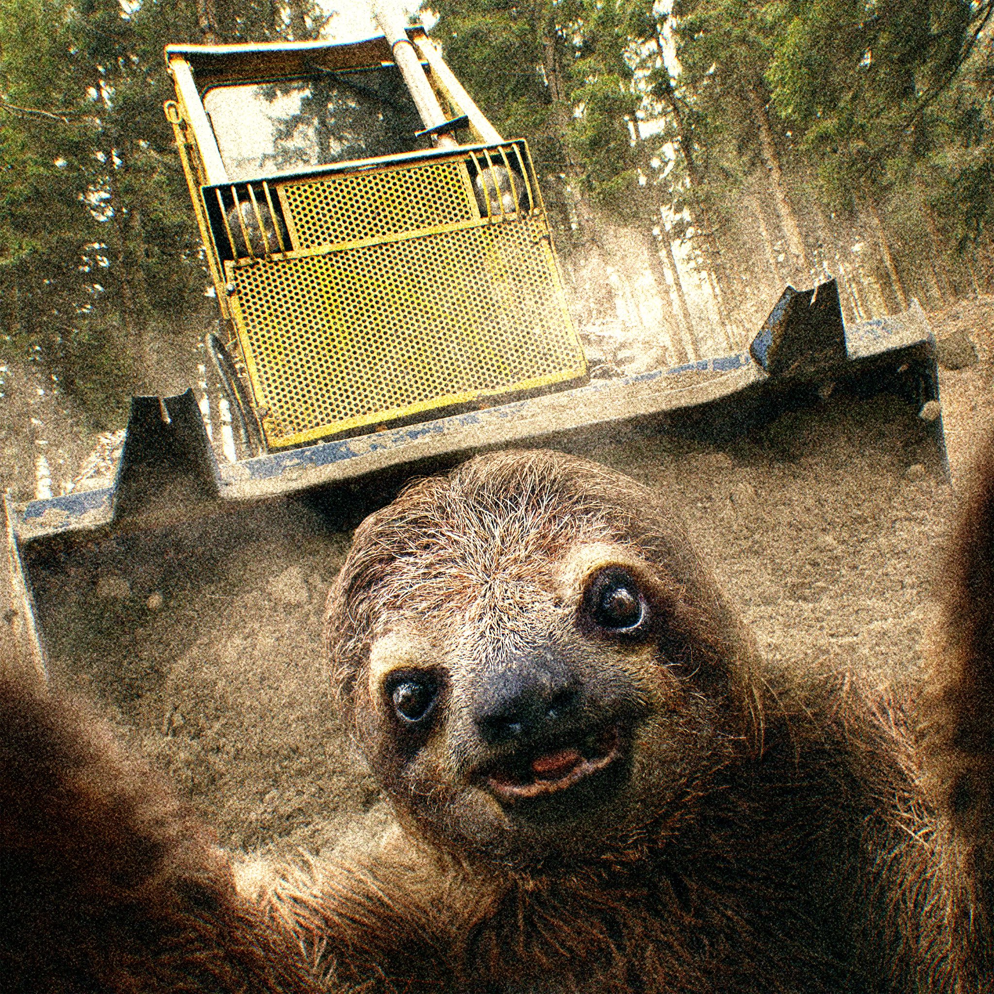 Animal Selfie アニマルセルフィー Animal Selfie アニマルセルフィー ミユビナマケモノ ヤバい 逃げなきゃ オレ史上最速で動いてる 住まい 減少 森林破壊 中央アメリカ 南アメリカ ナマけてる場合じゃないかも T Co