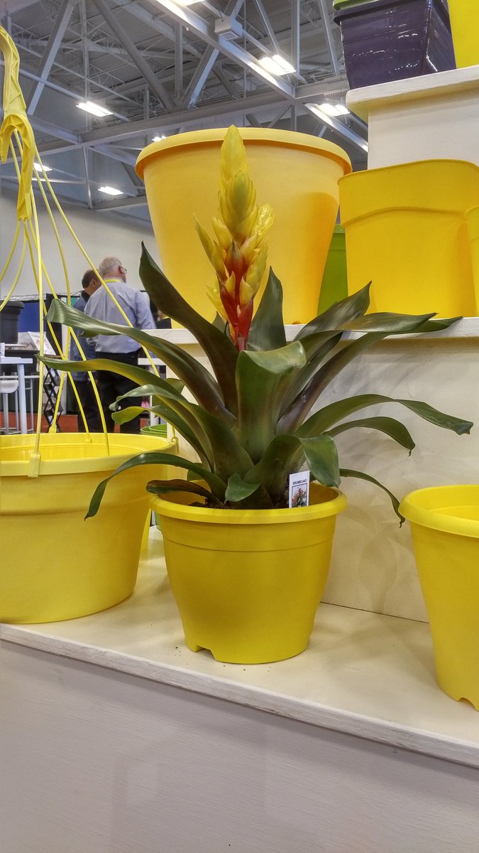 cbradtama's tweet photo. @amahort Amazing colours!  Can't choose my favorite. Great display #CGC18 #bromeliad #colormystory #Epla https://t.co/xz9xNOHy5f