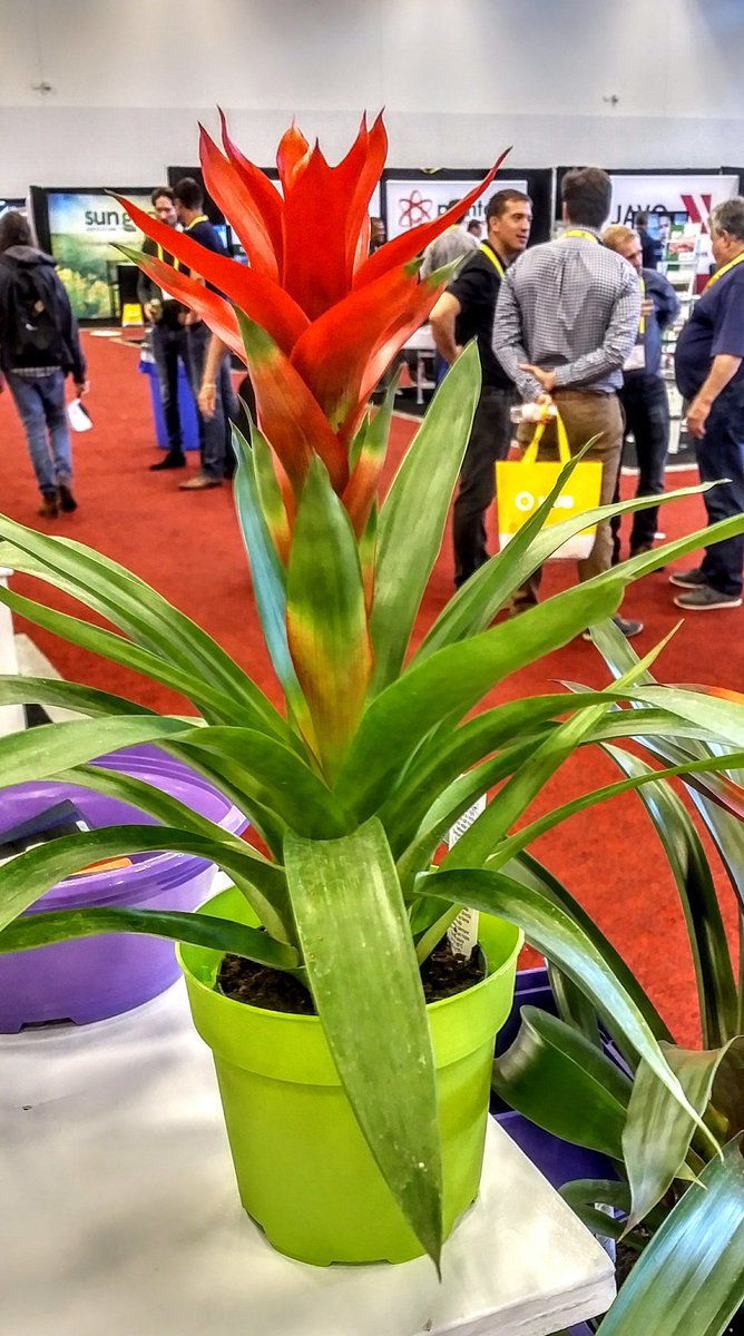 cbradtama's tweet photo. @amahort Amazing colours!  Can't choose my favorite. Great display #CGC18 #bromeliad #colormystory #Epla https://t.co/xz9xNOHy5f