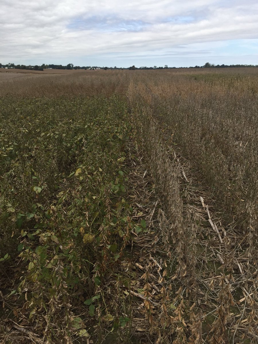 AndrewFerrel1's tweet photo. This is what always scares me when a farmer tells me he wants to plant a 1.9-2.0 soy variety in central IN. Plot planted April 30. The 2.5-2.8’s will yield despite a very hot &amp; dry July on this sand. 1.9-2.3’s aborted pods, still green &amp; hanging onto leaves. https://t.co/slEJB0iYpY
