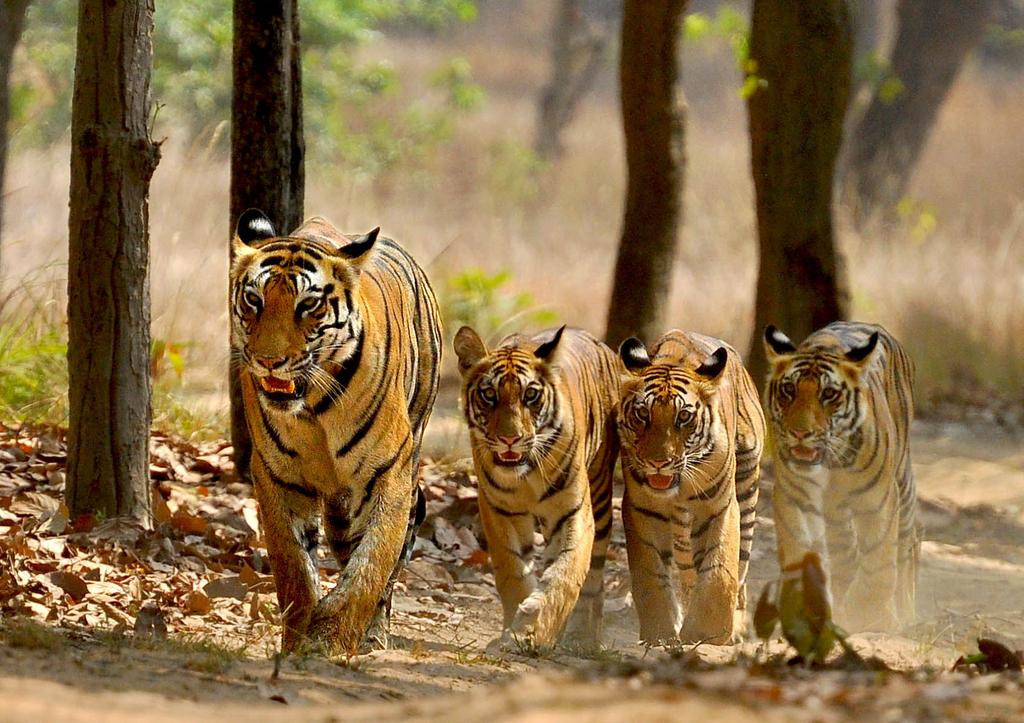 The season has begun.. #BandhavgarhNationalPark is open for all. #Tigersafaris have started. A beautiful family captured by me. 
#Tigergarh #Tigers #naturephotography #wildlifephotography #wondersofthewild