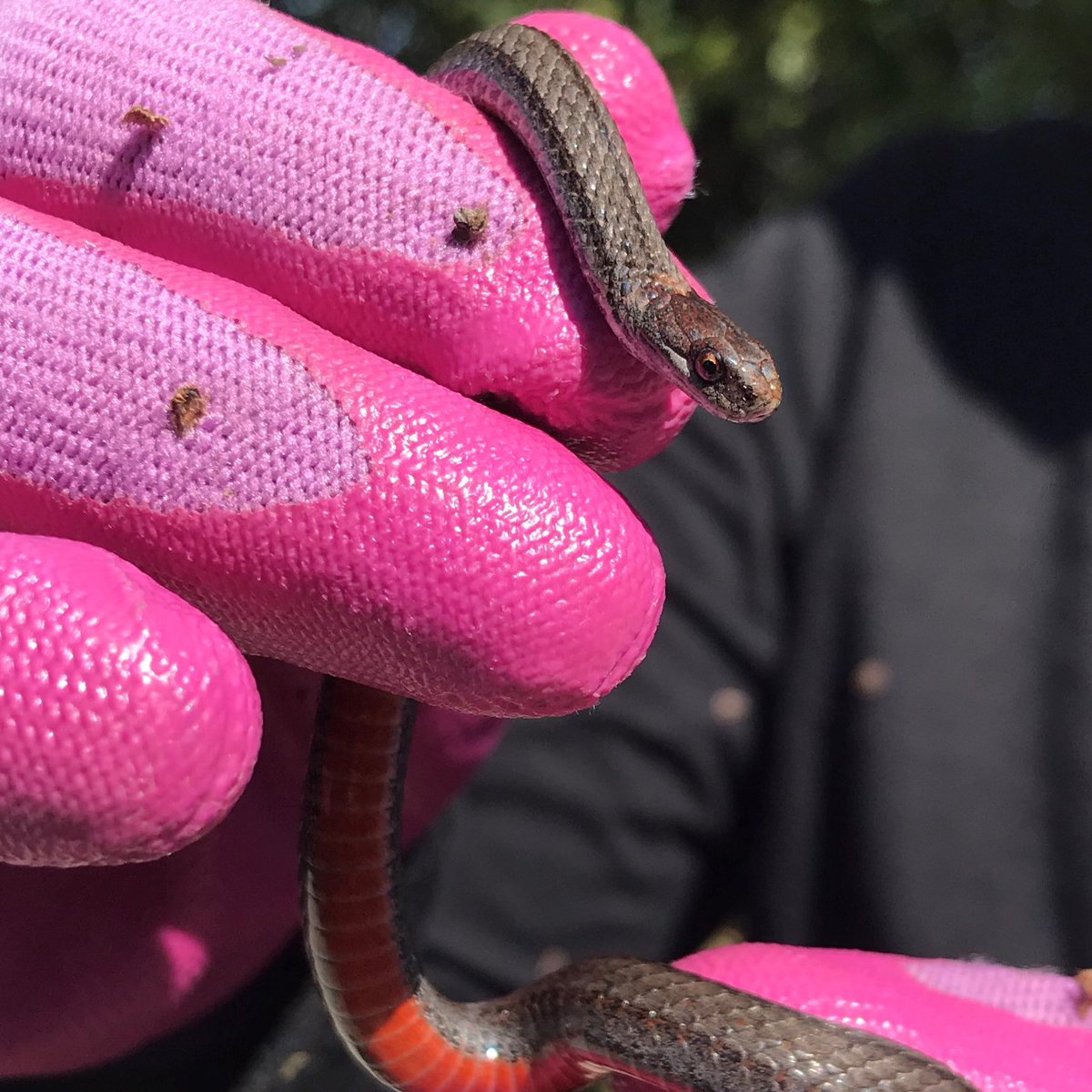 DiscoverMCCD's tweet photo. Last week, seed collection volunteers spotted this beautiful northern red belly snake sunning itself on the Prairie Trail. #snake #redbellysnake #prairietrail https://t.co/jWYUwjVJzH