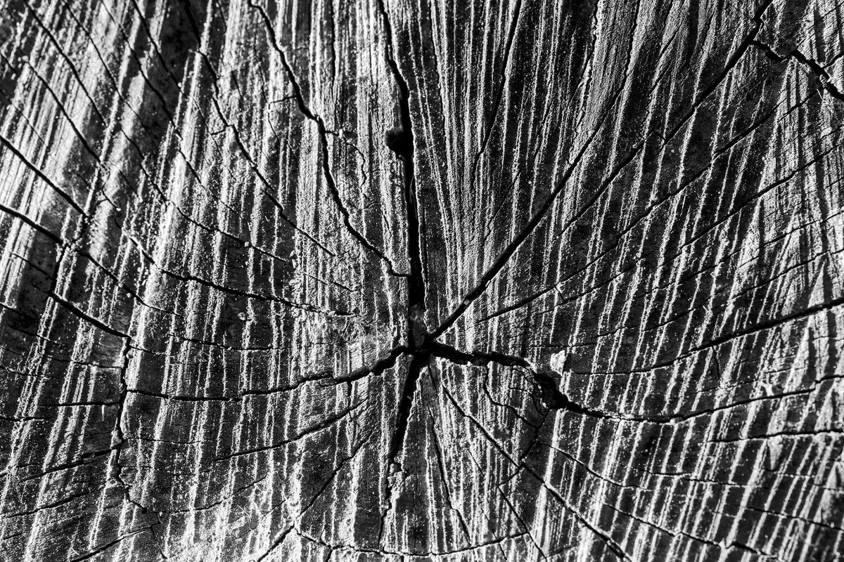AlexMilenko_II's tweet photo. The lines of time #macrophotography #blackandwhitephotography #treestem #wood #storytime https://t.co/OEmTYFGCV6