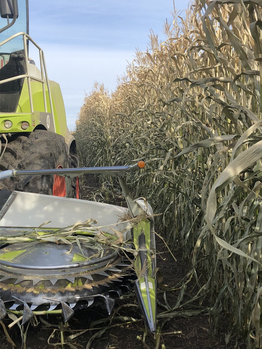 Pioneer 6909 standing tall