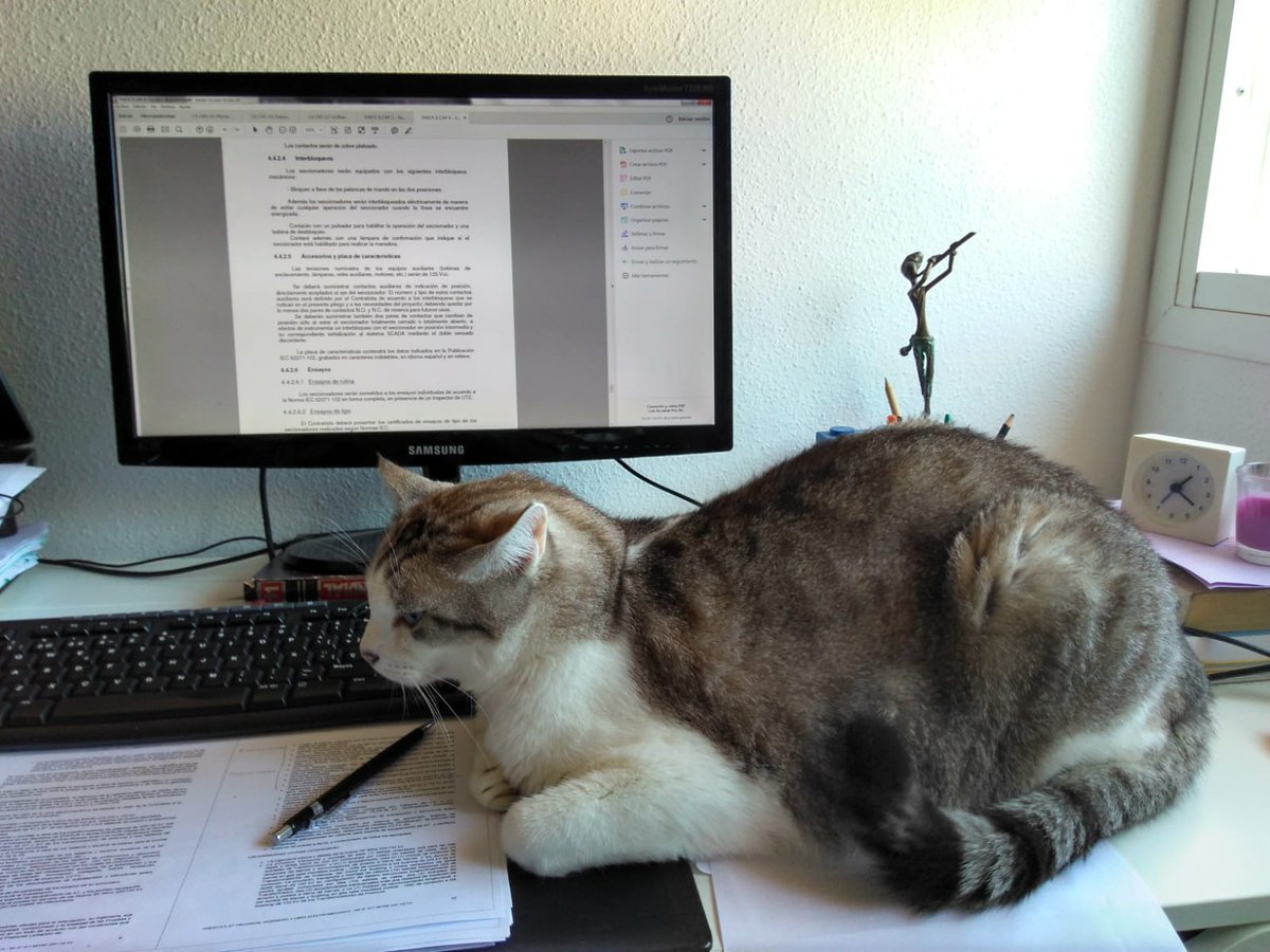 SoSofins's tweet photo. Mi "pequeño" gato me acompaña trabajando todo el día y nos encantaría escuchar PIGS DE PINK FLOYD! Saludos!!! @M80Box #boxanimales https://t.co/d7xPLAJlI1