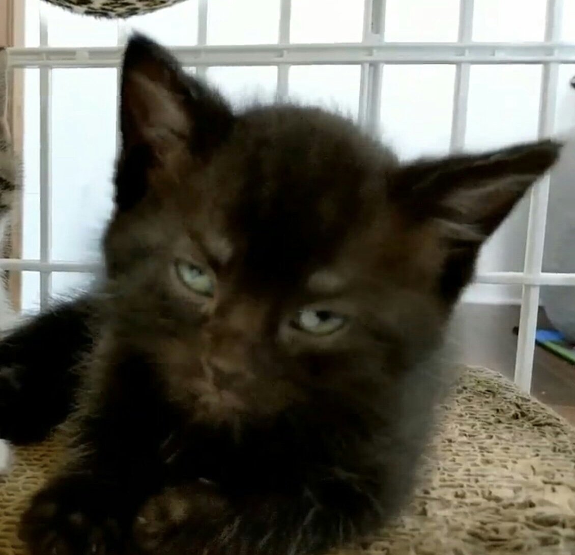 Kitten Academy on Twitter: "Sorry about the stream. @comcastcares and