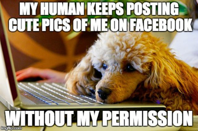 Animal Hub tweet media