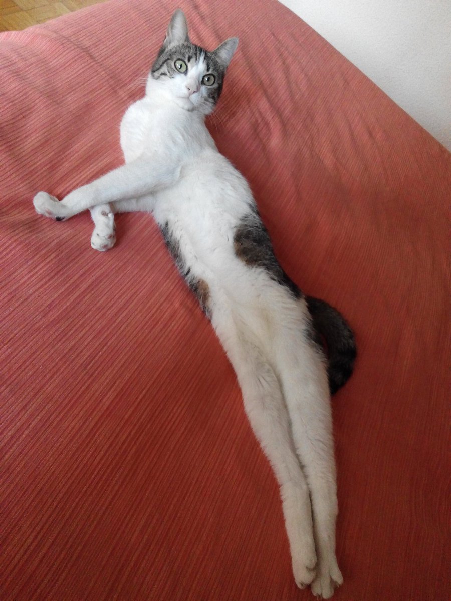 VincenzoSG's tweet photo. #BoxAnimales
Esta es Arya despertándose de la siesta. O posando a lo Marilyn...
Y una canción... "Animal", de Los Especialistas. https://t.co/2GdCWlQfTL