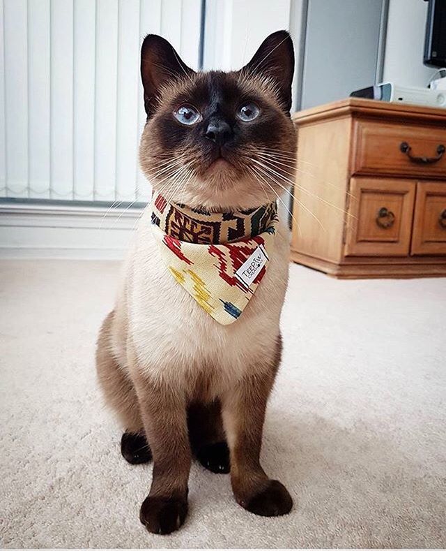 As much as we love all those puppers 🐶 out there, we also can never forget about our feline 🐱 friends!! Did you know we also make bananas and bow ties that can fit cats as well?! Just ask @the.dapper.duo!! 😘
—
#bananda #catbandana #petbandana #bandan… instagram.com/p/BohPzzKFdae/
