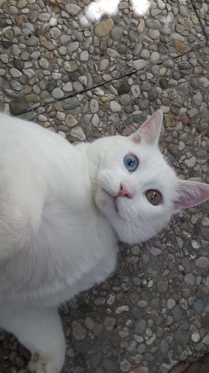kkthek_cdms's tweet photo. @M80Box #BoxAnimales
Este es Bico, un gato encantador y precioso.
Su pasatiempo favorito es darnis masajes en la barriga y maulla cuando quiere algo.
Solo le falta hablar.
Podrias poner On the Roof de Carole King? https://t.co/T4tkSkshWM