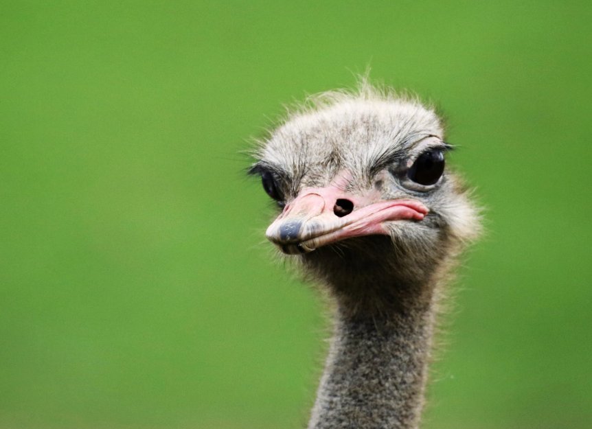 AdvancedOptom's tweet image. Did you know? An ostrich&apos;s eye is larger than its brain! 1l.ink/THWRF7G