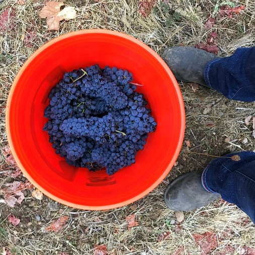 The vineyard team is out sampling Petit Verdot today. It is looking close to ready for picking! #napaharvest