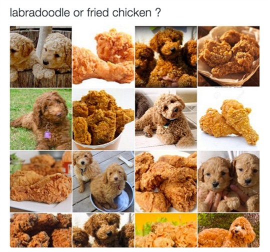 moxyandzen's tweet photo. #labradoodle or #friedchicken? https://t.co/iR499ywWwN