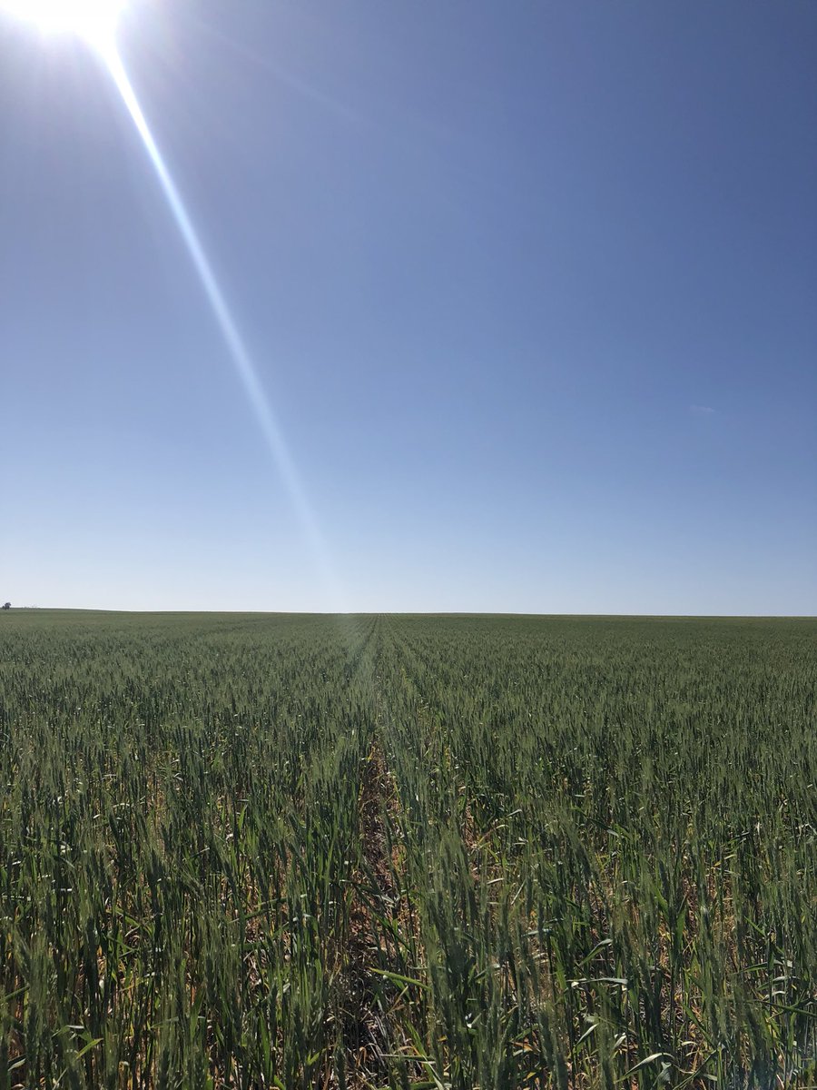 Monitoring Katana Wheat for AgIntel. Holding on despite a tough season. #EldersAgvice #agronomy #Mallee #toughcrops <a href="/DCATSolutions/">D-CAT</a> <a href="/EldersLimited/">Elders</a> 💪🏻🌾