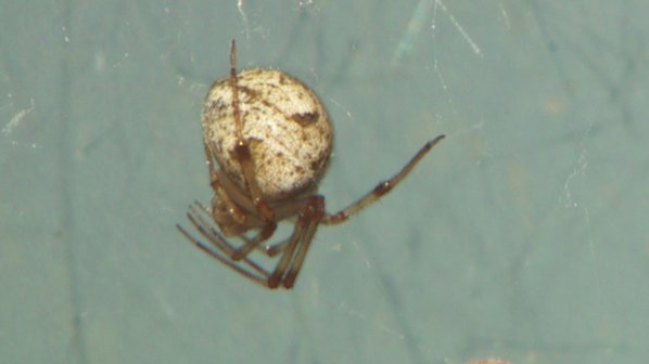 keaton_thomas's tweet photo. Shooting a story about spiders, photographer @BrianASKATU captures four of them on camera. Happy early Halloween everyone. https://t.co/9oaBXBhr5H