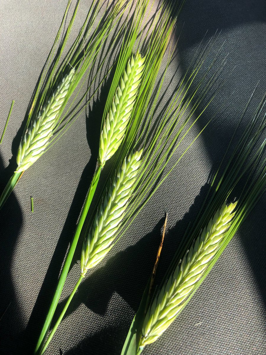 Ross Johns tweet media