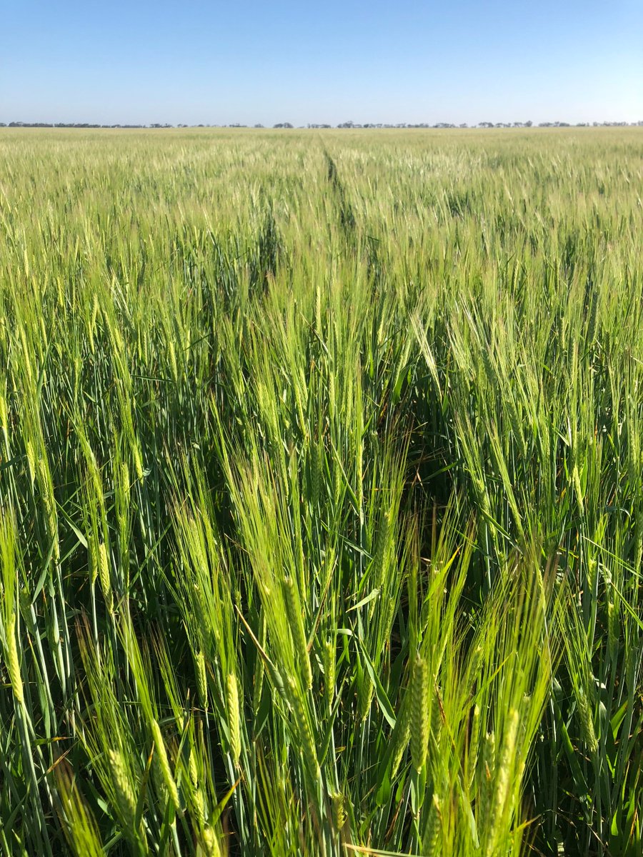 Ross Johns tweet media