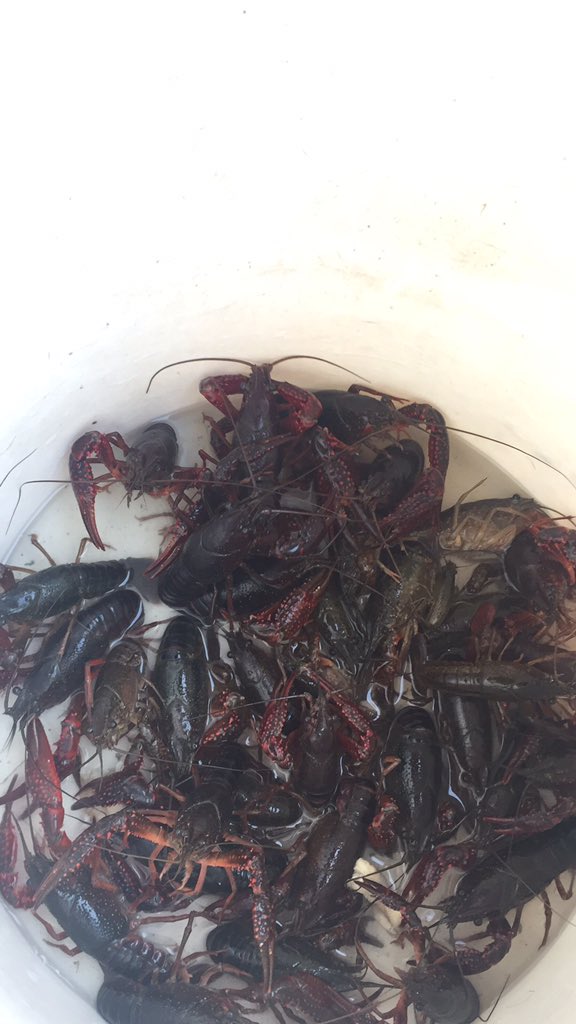 hello_envoy's tweet image. 喜提小龙虾一斤