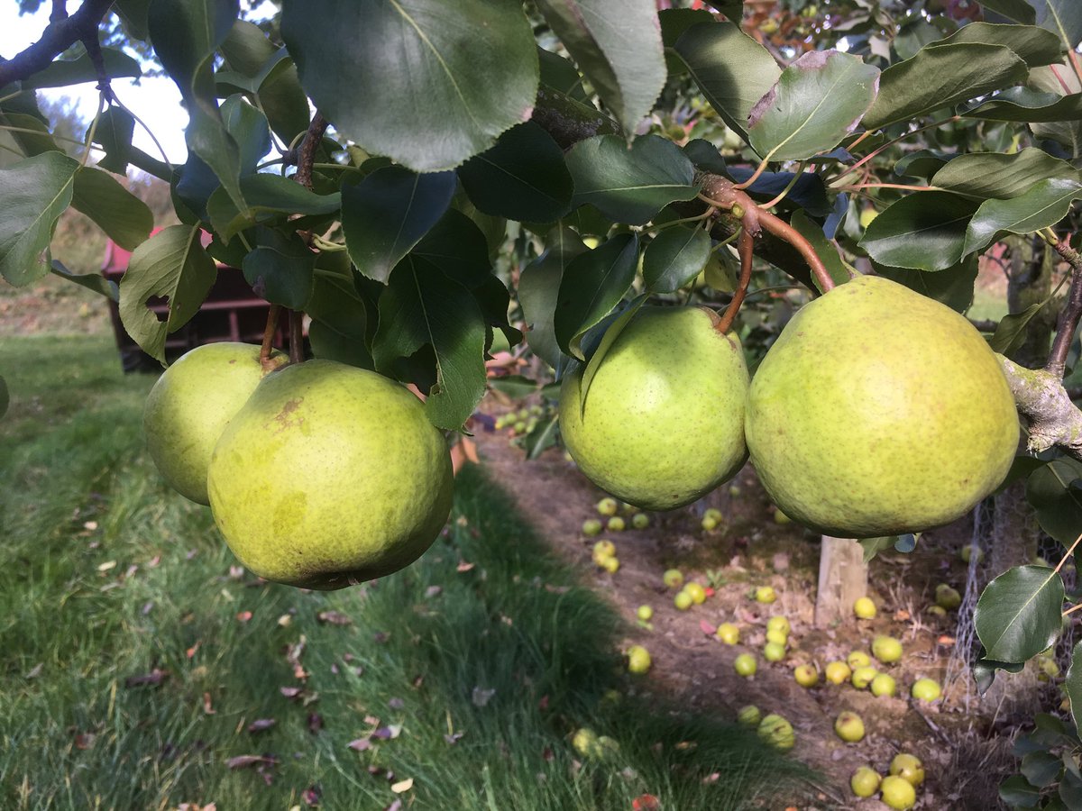 Two pairs of pears, soon to be Orgasmic Parton Perry.