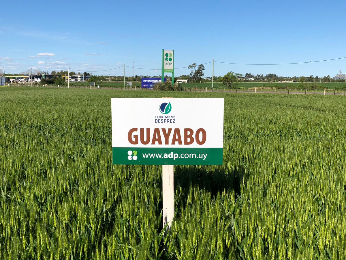 adp_uruguay's tweet photo. Ni las variedades más nuevas 🌾🌾 se quieren perder nuestra jornada. 😉 #GUAYABO y #JACARANDÁ prontos en nuestro campo demostrativo. 😎#ADPZONE18 #Trigo https://t.co/4vmq13BtTJ
