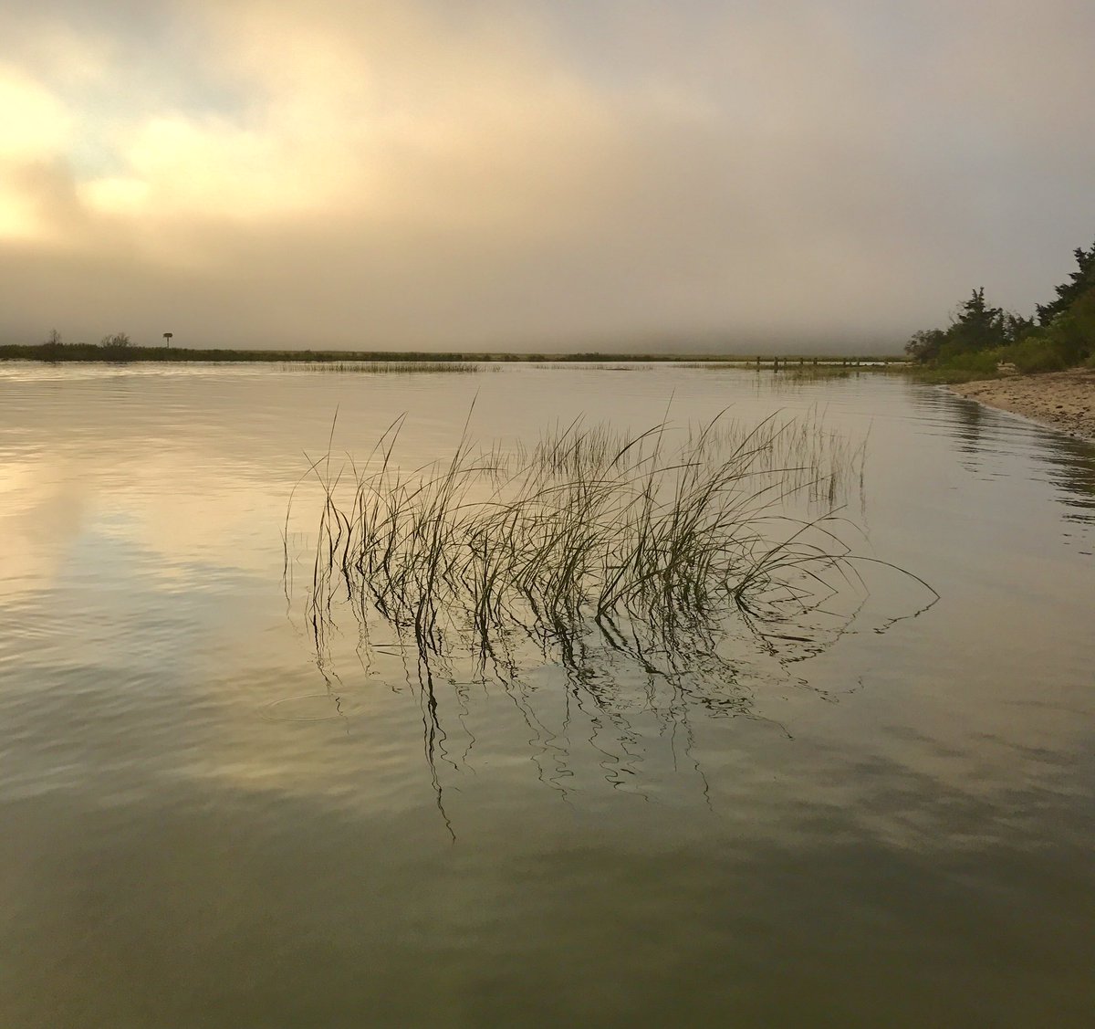 HarrySchuessler's tweet image. The fish were not biting this morning on my daily surf fishing trip. However, I did get to enjoy a beautiful, calm, foggy and moody sunrise that made waking up early worth it. #sunrise #fog #tidalcreek #fishing #surffishing @VanStaalFishing @Surf_fishing