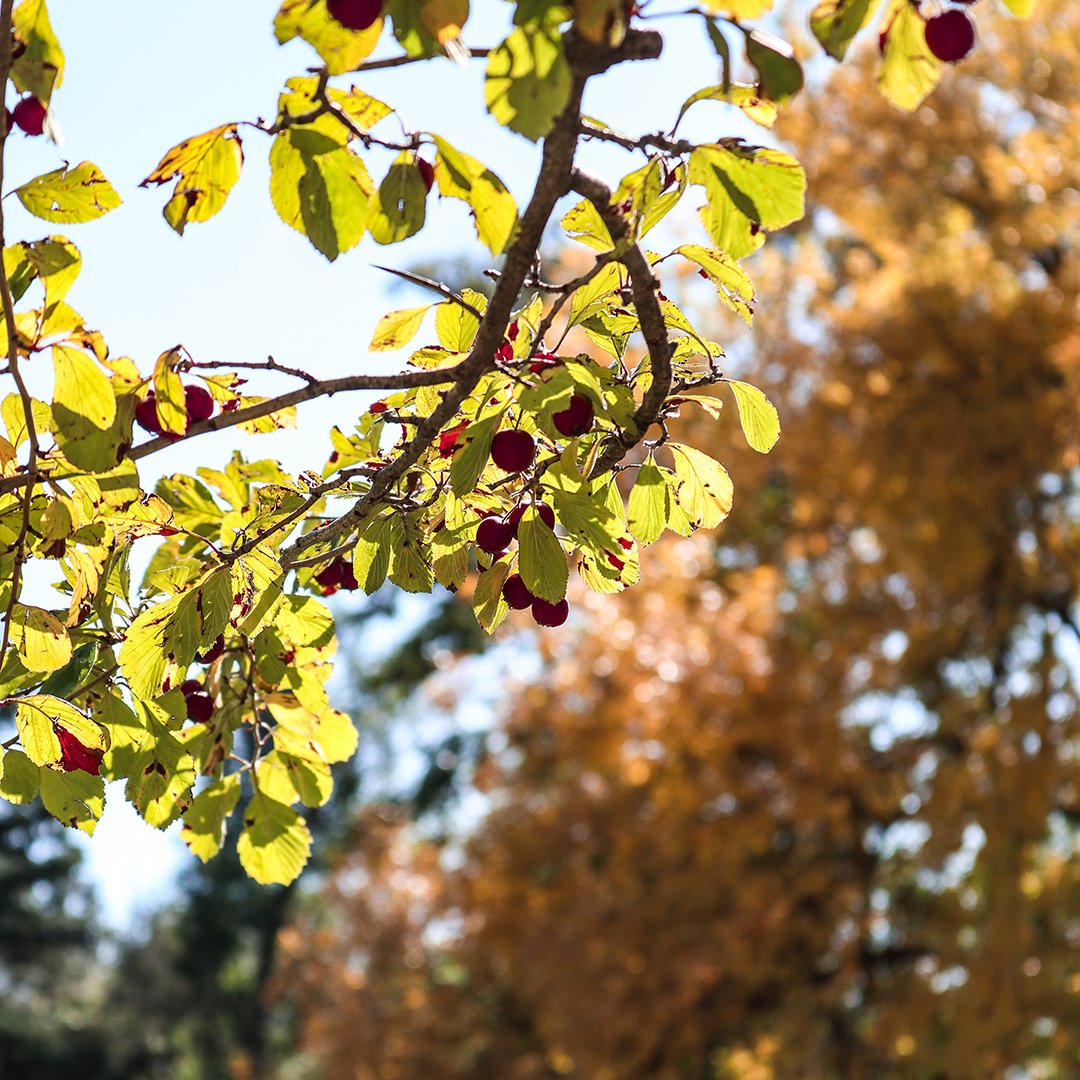 coschoolofmines's tweet photo. Fall is just GOURDgeous! #MinesCampus #MinesFall #punfail https://t.co/WoU5nLDFC5